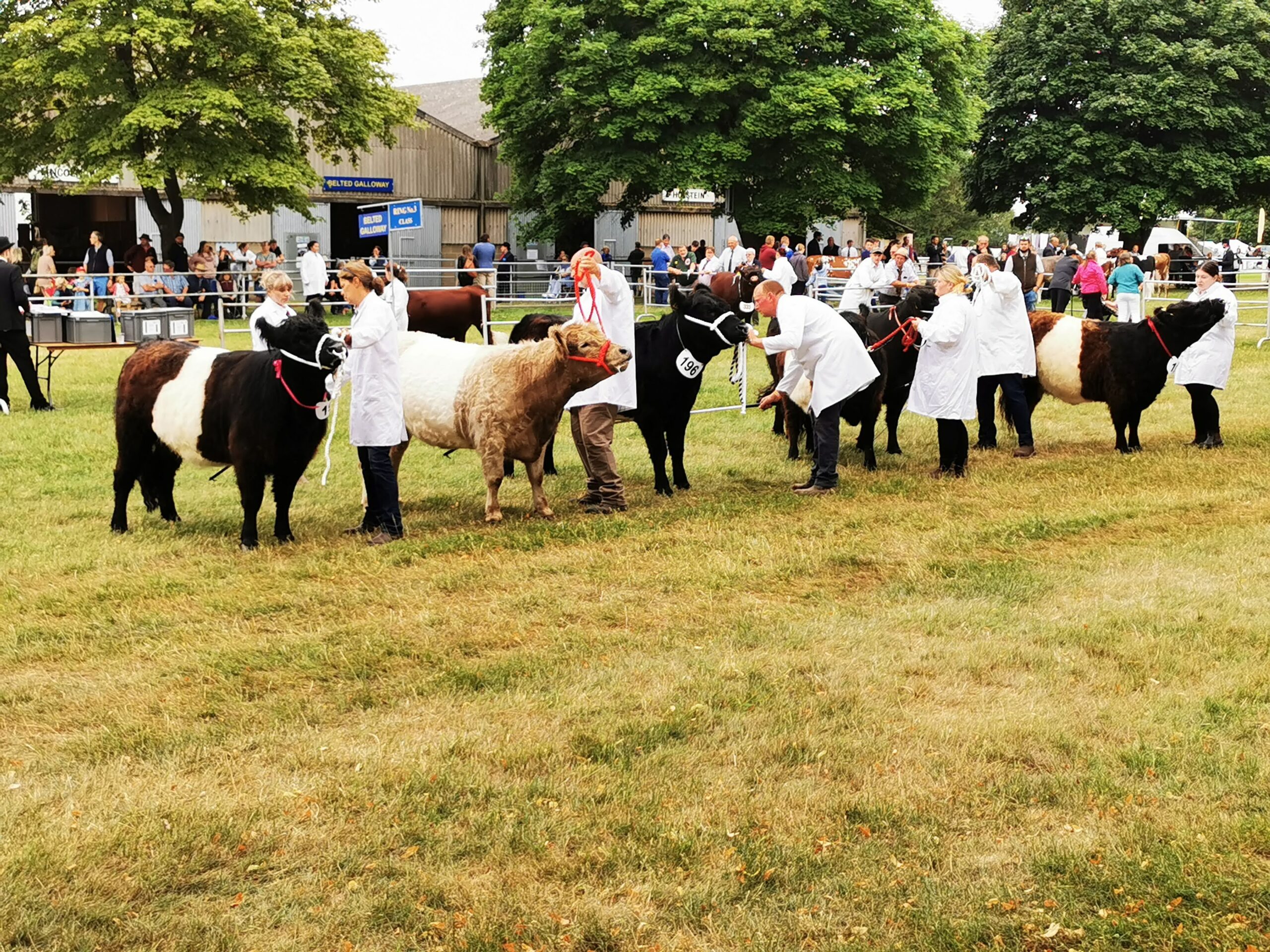 Reserve Champion at Royal Norfolk & Champion at Kent Show - Carr Farm